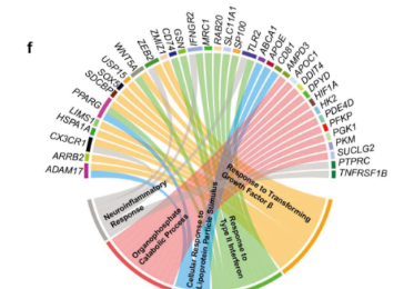 单细胞长读长测序揭秘阿尔茨海默病大脑中RNA isoform剪接密码