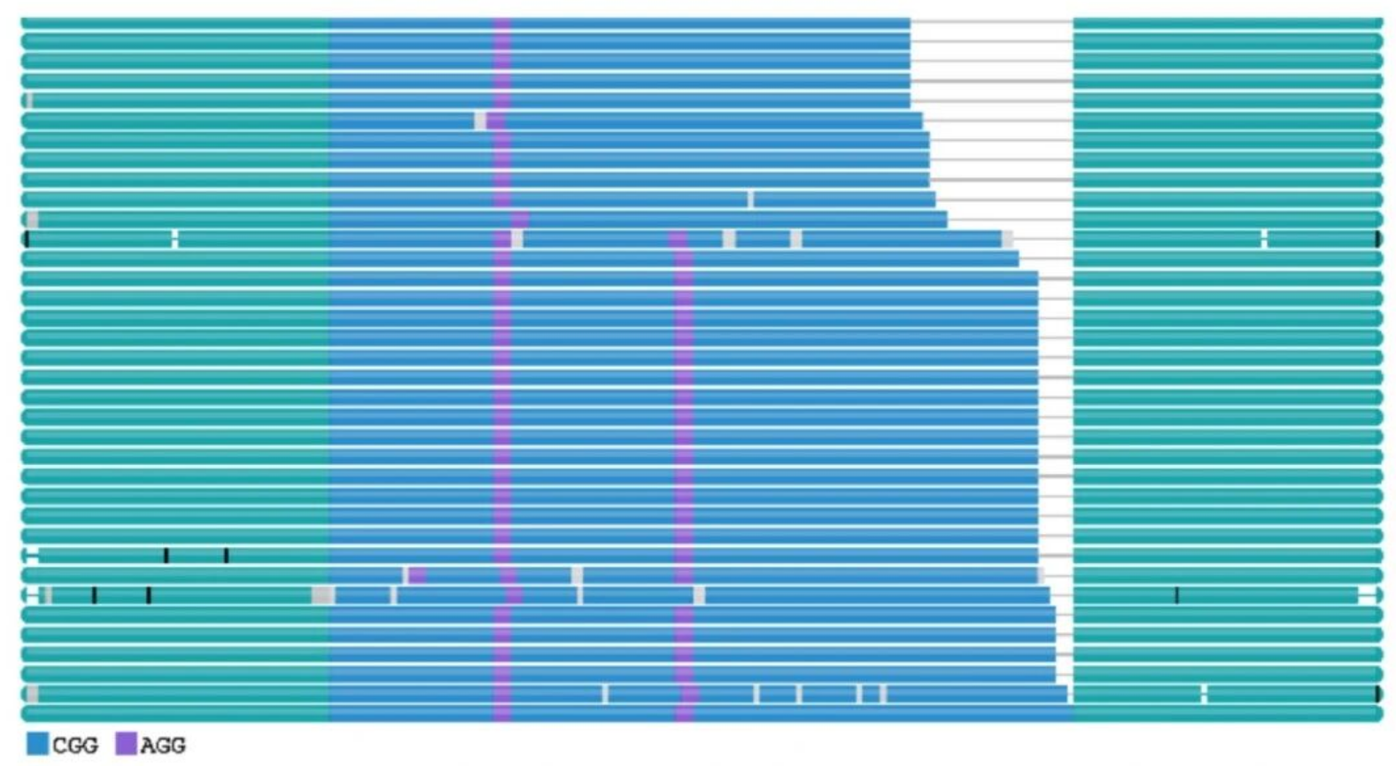 点亮“基因暗区”:PureTarget实现高通量重复序列全景分析